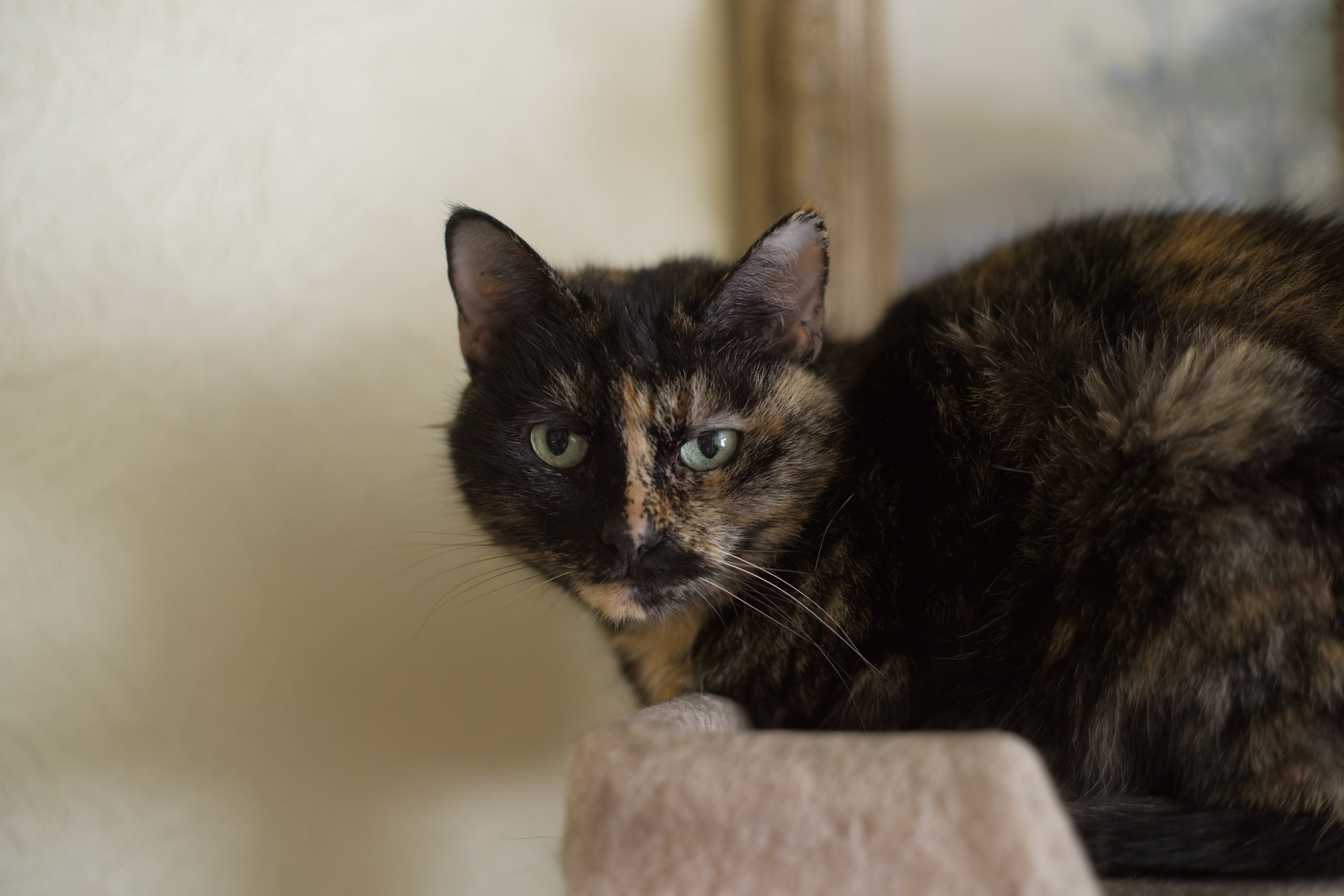Cat relaxing at home during in-home pet care visit