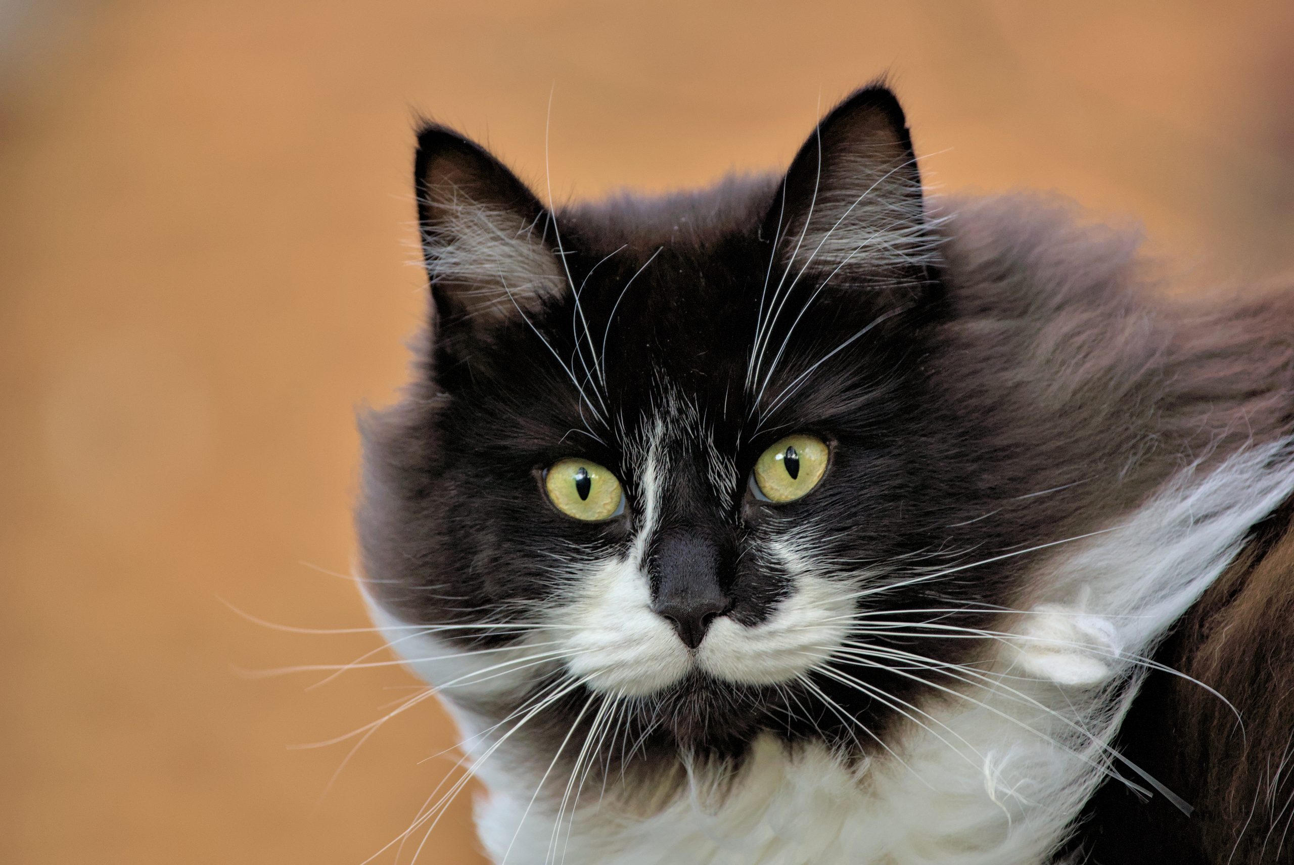 Cat sitting calmly at home