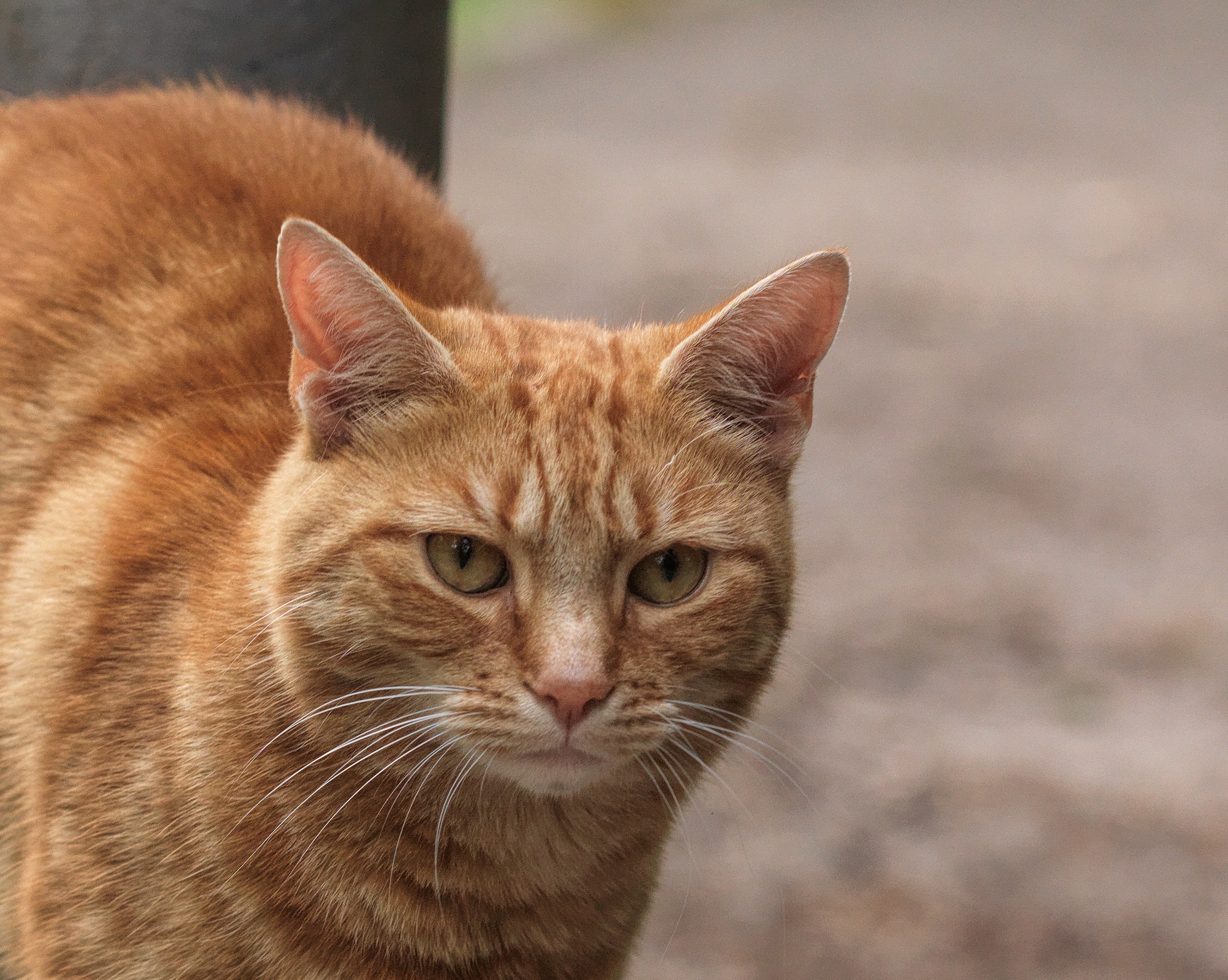Outdoor cat care