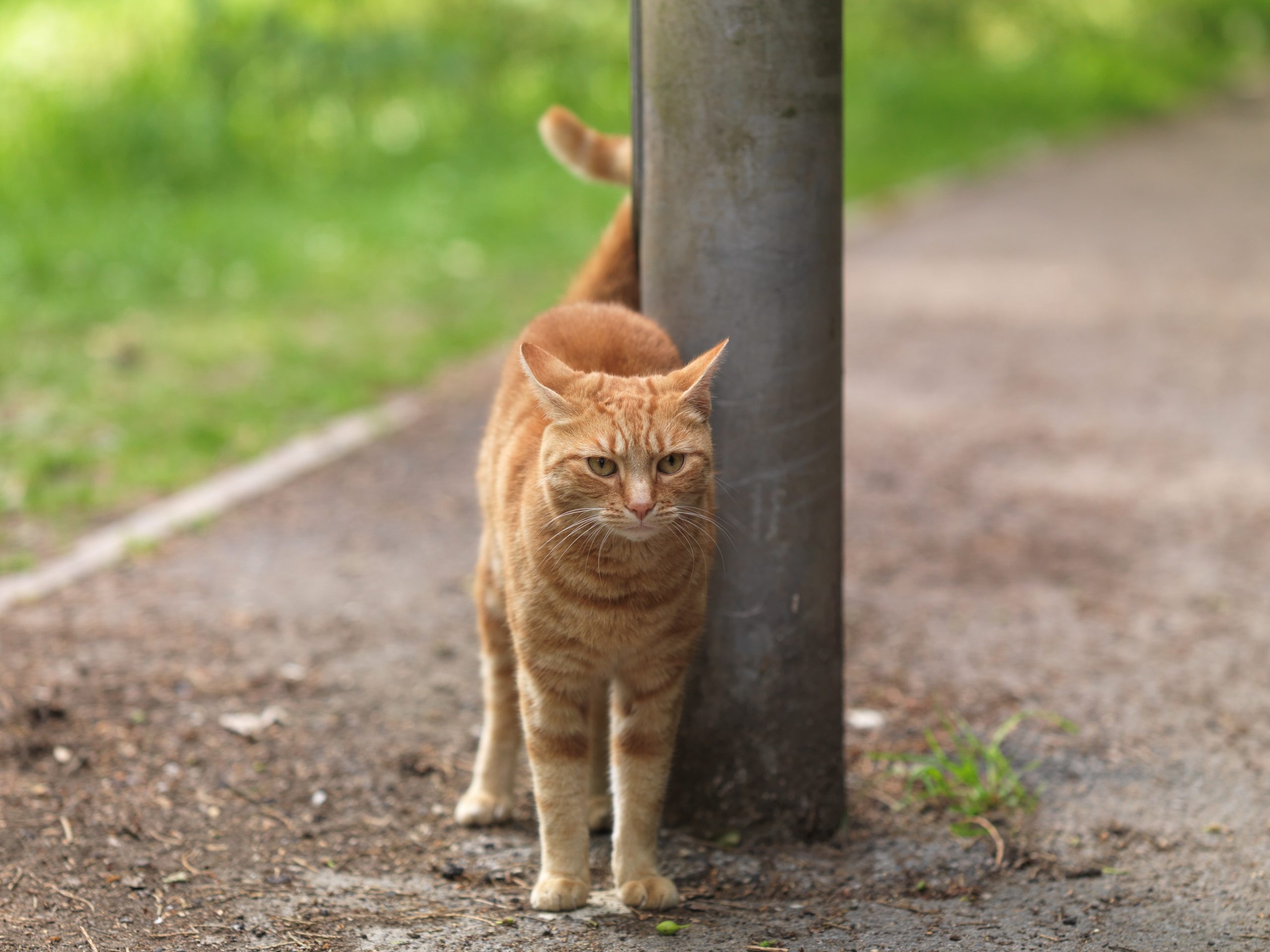 Cat receiving calm in-home care and observation
