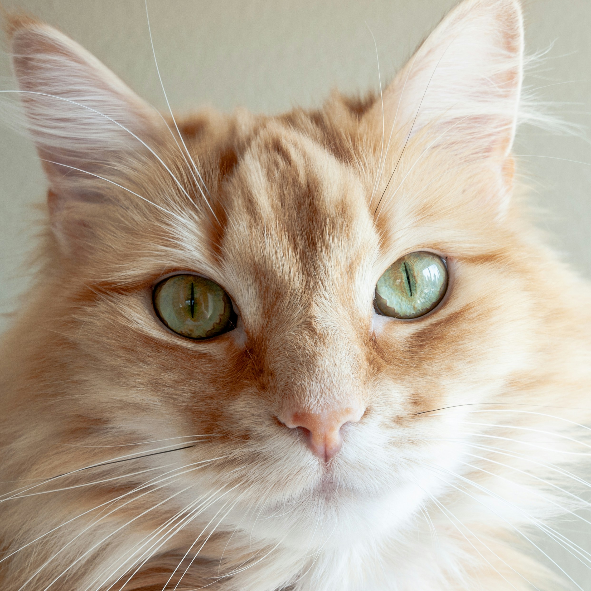 Cat care visit at home
