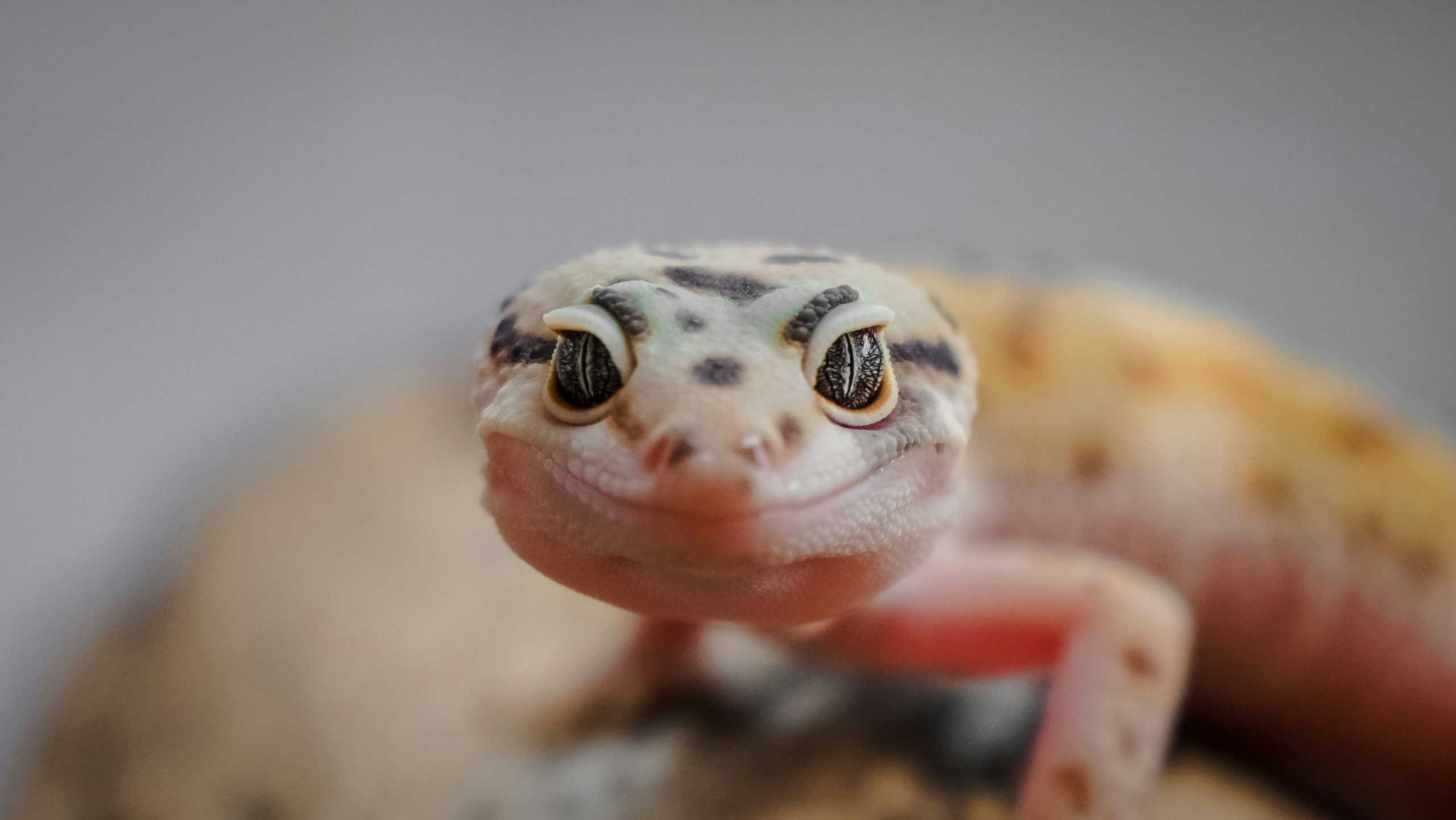 Small pet care